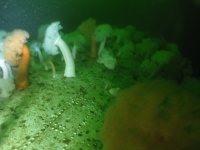 vancouver island artificial reef